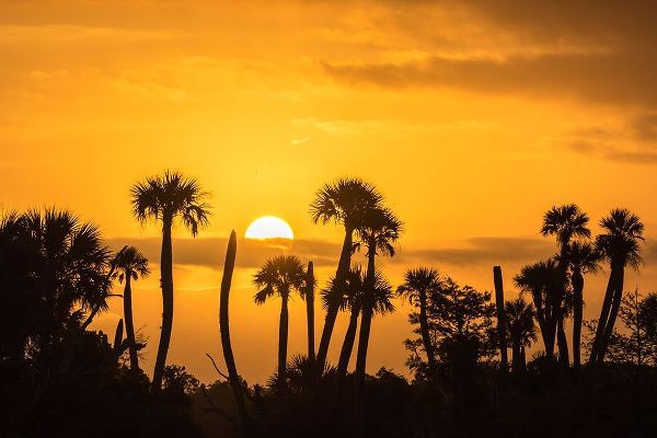 Florida-Orlando Wetlands Park Palm trees silhouetted at sunrise